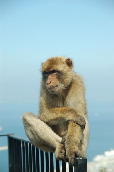 Ein Berber-Affe auf dem Felsen von Gibraltar